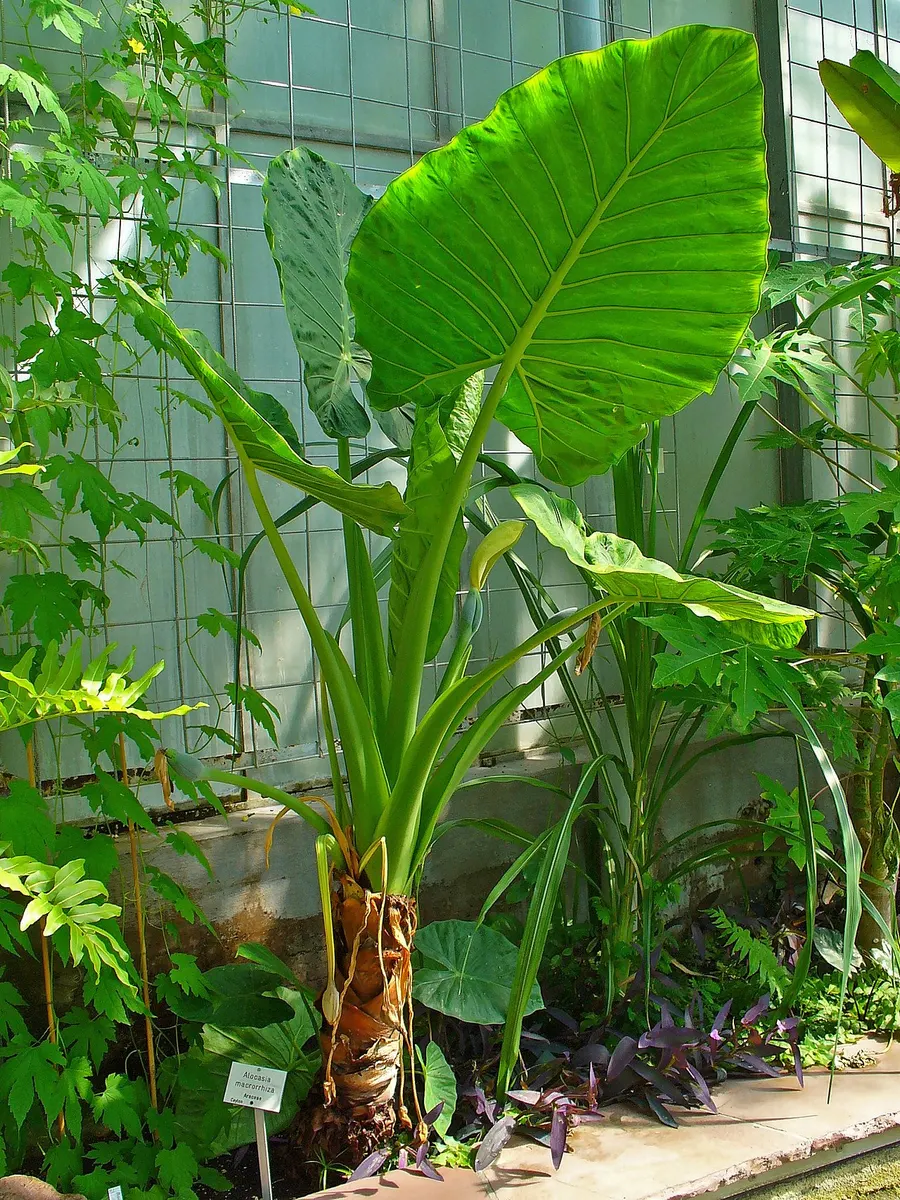 Alocasia Azlanii Albo Variegated